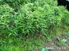 “農村常見名貴藥材黃精，當下很多人種植，如何施肥呢？”